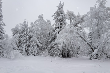 winter forest in the snow