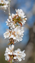 Blühender Kirschbaum, Prunus avium, im Frühling