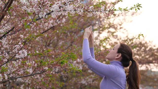 Tourist woman take picture or make video of cherry tree flowers, using phone. Beautiful Hanami time at Tokyo in early April. Trees at city streets and alleys covered with small pale pink flowers