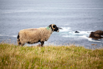 Oveja en la costa de Irlanda