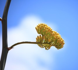 Blooming buds in beautiful Sedona, Arizona