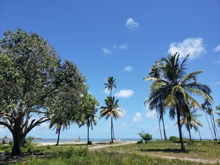 Fototapeta na wymiar coqueiros, palmeira, natureza, caminho, praia, paraíso, férias