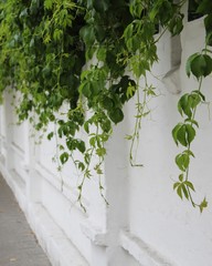 ivy on the wall