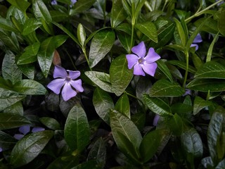 purple flowers in the garden