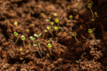 Home grown germs of spices. Second week after the day of their planting.