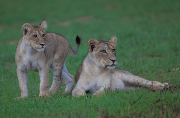 Fototapeta na wymiar Lions (Panthera leo) - Youngs in the grass. Rainy season, Kgalagadi Transfrontier Park, South Africa.