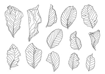 Skeletal leaves dry leaf lined design on white background illustration vector