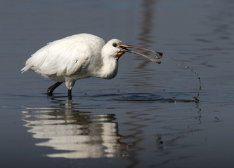 Eurasian Spoonbill, Platalea leucorodia, catching food in the shallows showing a small fish in its bill. Taken at Stanpit Marsh UK