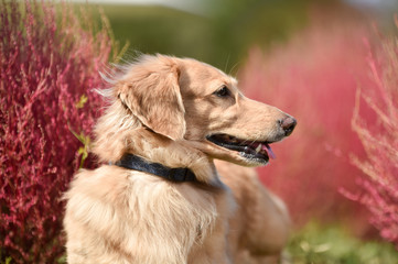 コキアとダックスフンド