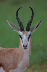 Springbok  (Antidorcas marsupialis hofmeyri) - Male. Rainy season, Kgalagadi Transfrontier Park, South Africa.