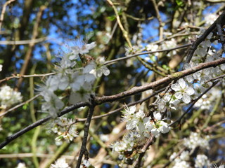 blossom on branches of a tree