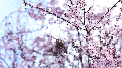 wonderful cherry blossom in spring