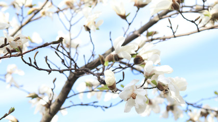 wonderful cherry blossom in spring