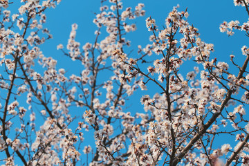 Blooming tree branch close up next to clear blue sky in a sunny spring day.