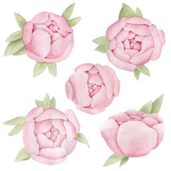 Watercolor peony flower illustration