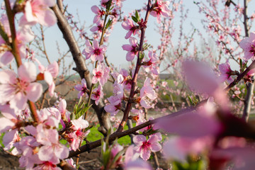 Obraz premium blooming tree in the garden