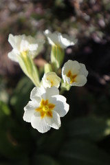 Obraz na płótnie Canvas White primrose flowers (Primula vulgaris) in the garden