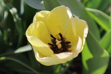 Yellow tulip flower in the garden. The first spring flowers.