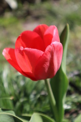 Naklejka premium Red tulip flowers in the garden.