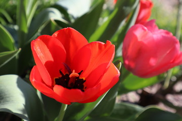 Fototapeta premium Red tulip flowers in the garden.