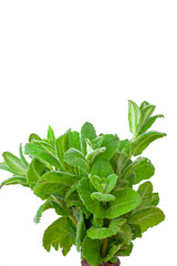 fresh mint isolated on white