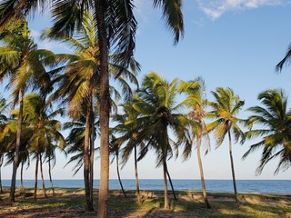 coqueiros na praia paradisíaca