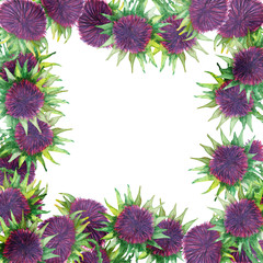Watercolor hand painted nature weed healthy squared border frame with milk thistle green leaves and purple burdock needle flowers composition on the white background for invite and greeting card 