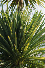 Bright leaves of palm in backlight. Soft focus on photo and author processing