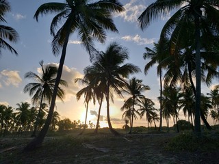 Fototapeta na wymiar pôr do sol, coqueiros, natureza, palmeira, praia, paraíso,