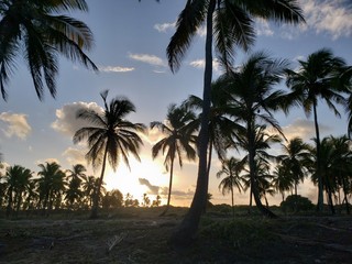 Fototapeta na wymiar pôr do sol, coqueiros, natureza, palmeira, praia, paraíso,