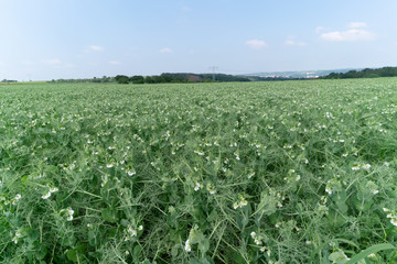 Green field of flowering peas