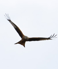 eagle in flight © Mariusz