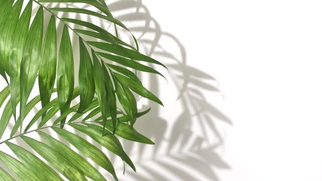 Closeup the motion of tropical palm leaves and shadow on white wall background with copy space.