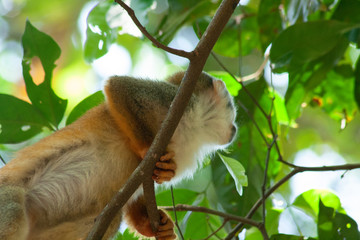 Squirrel monkey holding branch