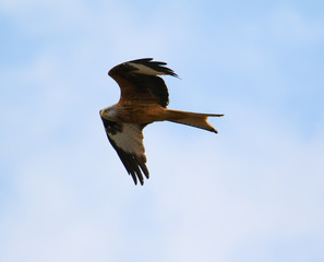 bird in flight