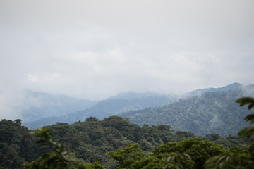 Fototapeta na wymiar Cloud forest, monteverde costa rica