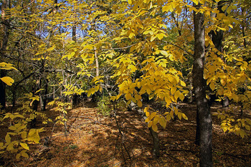 beautiful view of golden autumn and bright leaves