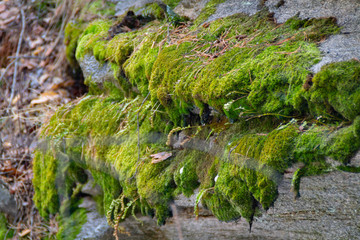 Obraz na płótnie Canvas moss on the rock