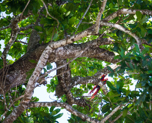 Two scarlet macaws in tree