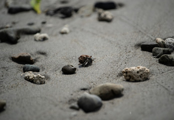 Fototapeta na wymiar small hermit crab, costa rica