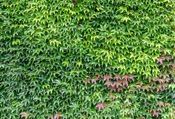 Background of fresh ivy leaves covering a wall