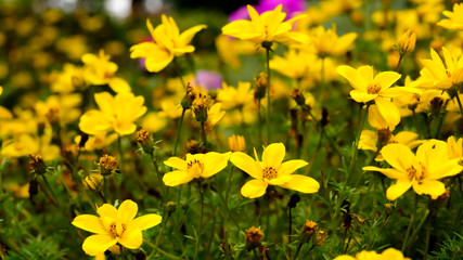 Prairie moon flowers, Coreopsis, in full bloom