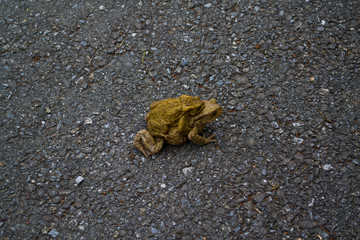 Toads and frogs jump on the road