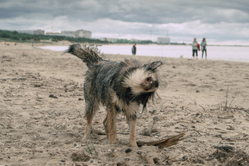 Dog plays on the beach by the sea