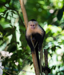 Naklejka premium Capuchin monkey