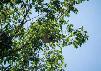 Sloth hanging from tree