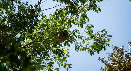 Sloth hanging from tree
