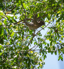 Sloth hanging from tree