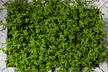 Obraz premium Young cress salad microgreen sprouts with water drops macro closeup. Lepidium sativum, edible herb.