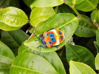 Bug on the Tea Leaf in Vietnam Village